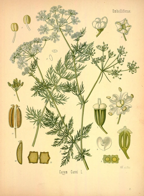 an antique print of plants from the 19th century