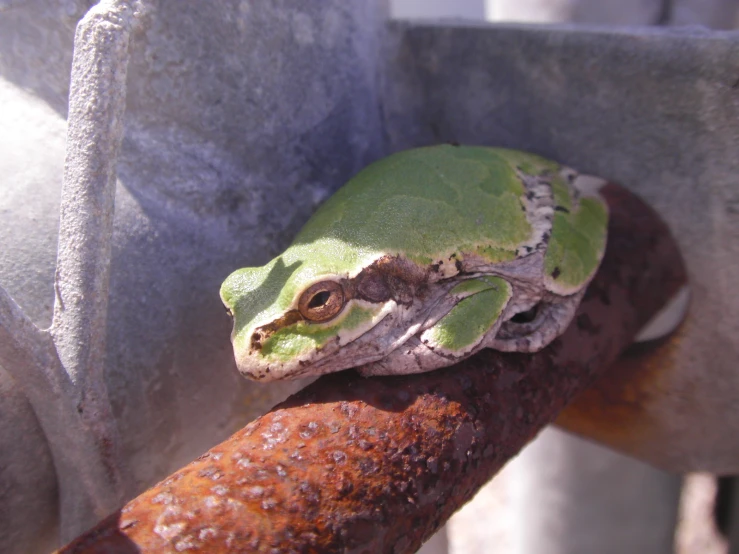 a frog sitting on the surface of a metal ledge