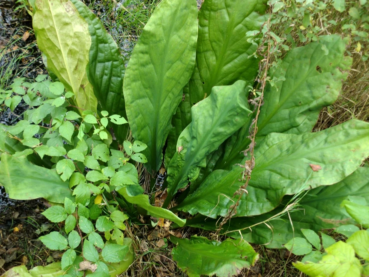 a very large green leafy plant in the grass