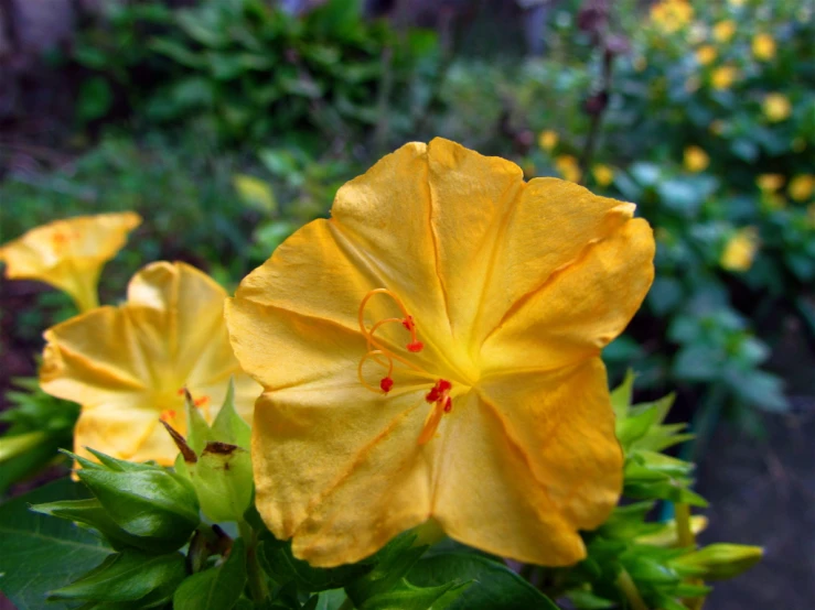 bright yellow flowers in a large pot in a garden