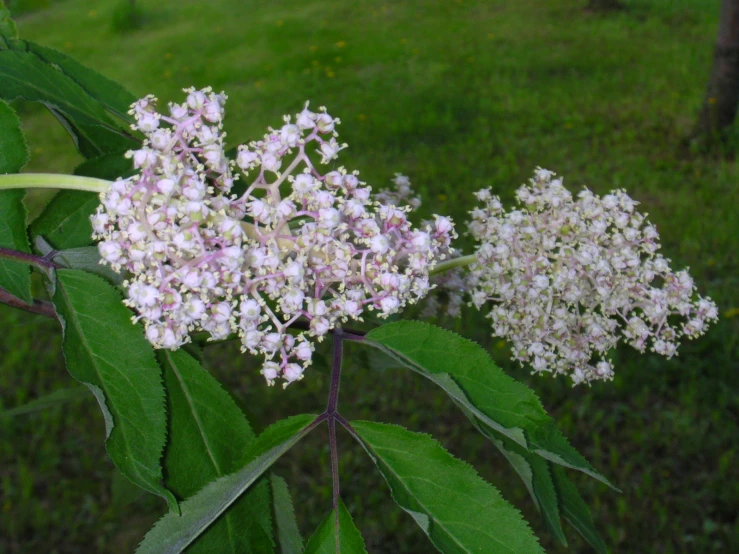 white and pink flowers in the middle of a grass field