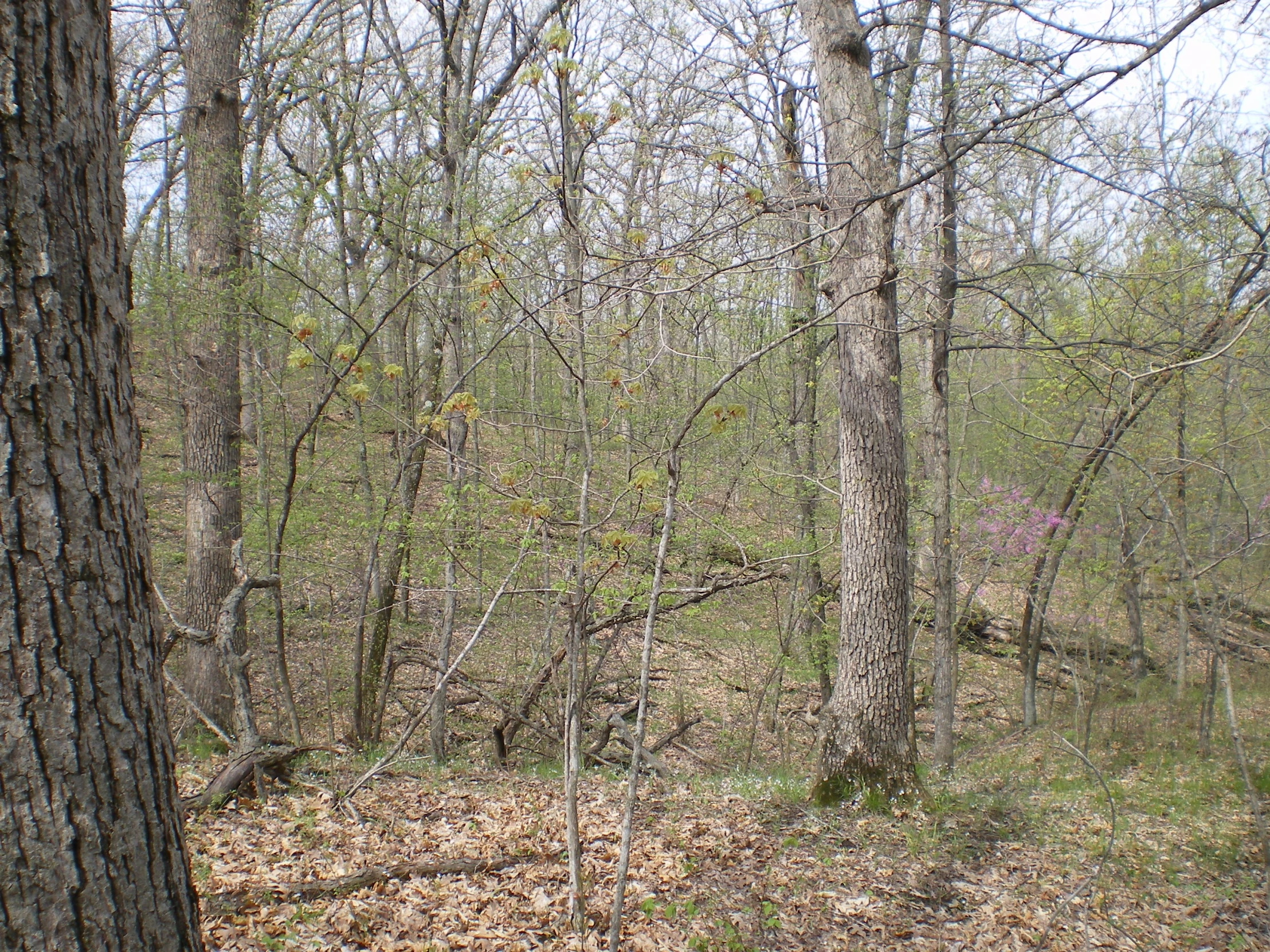 the wood is full of thick trees, leaves and a yellow fire hydrant