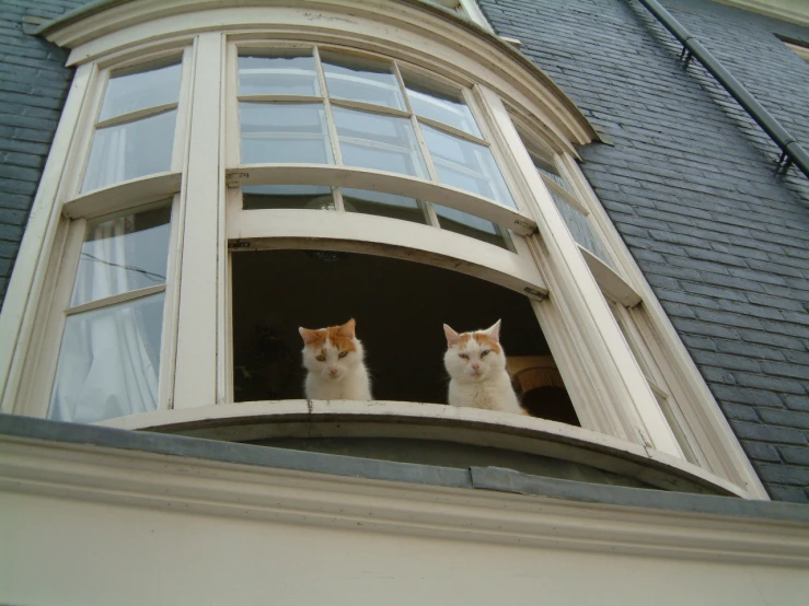 there are two cats that are sitting on the window