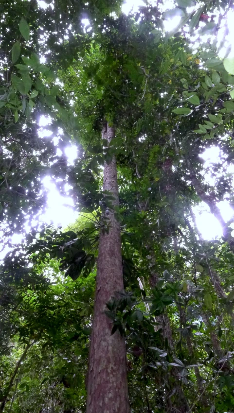 a tall tree standing among lush green trees