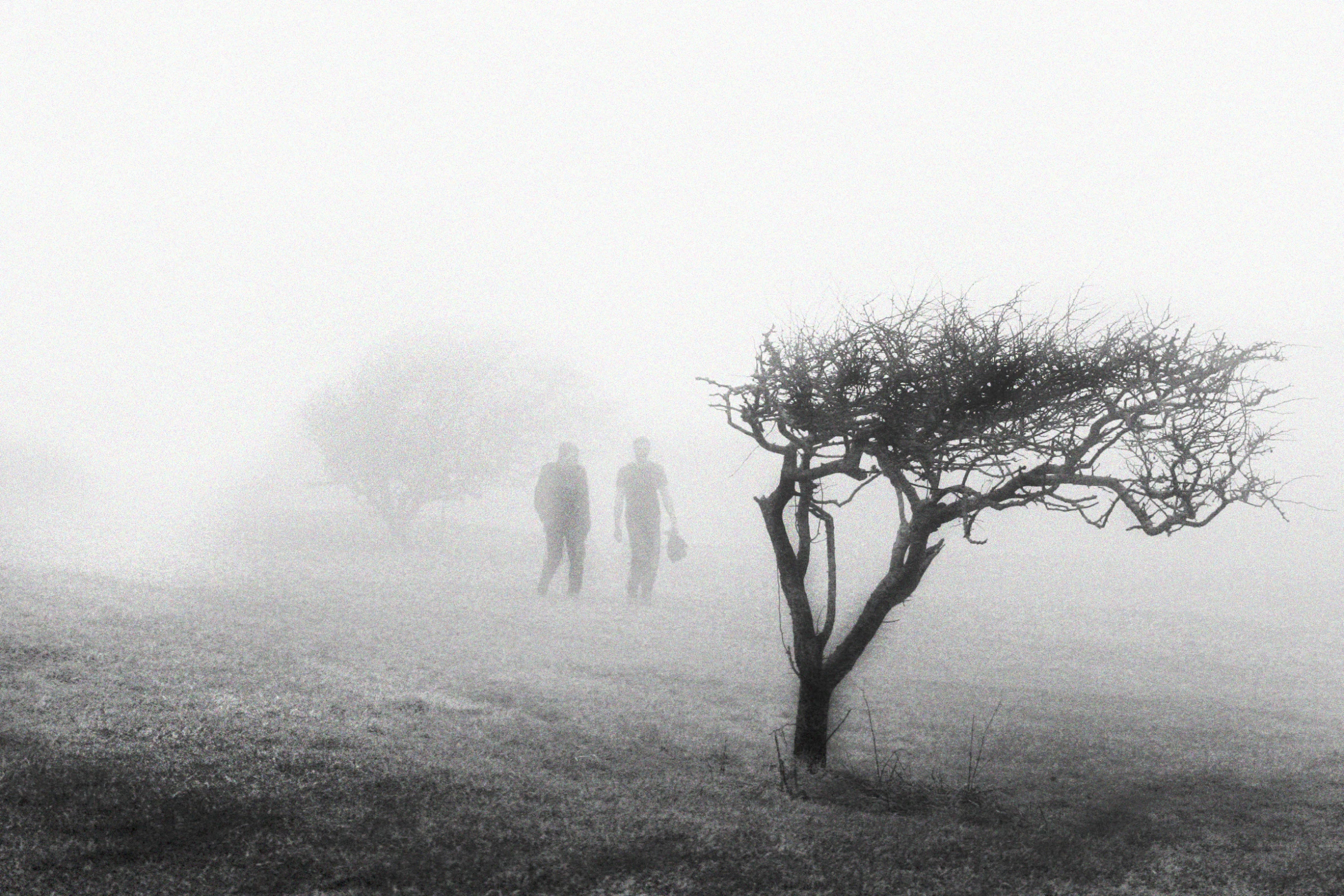 two people stand near a tree in the middle of a foggy field