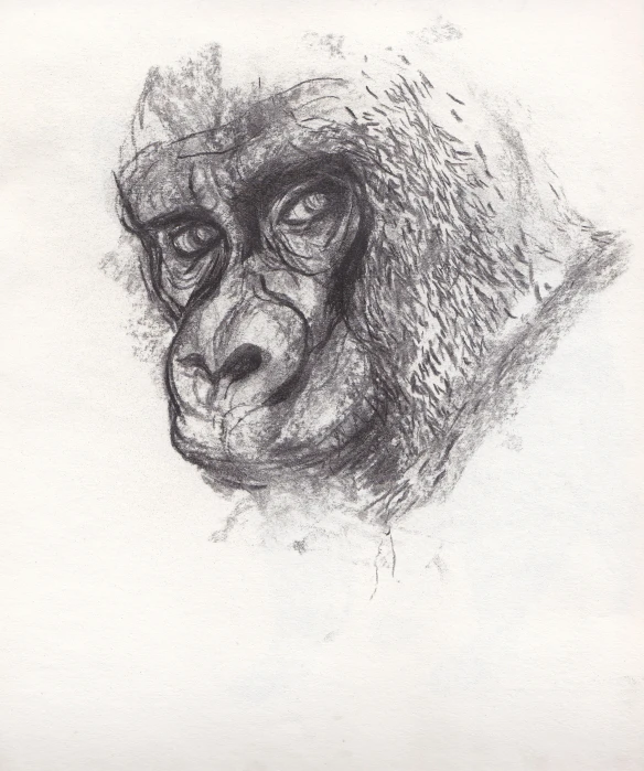 a drawing of a monkey sitting on top of a white wall