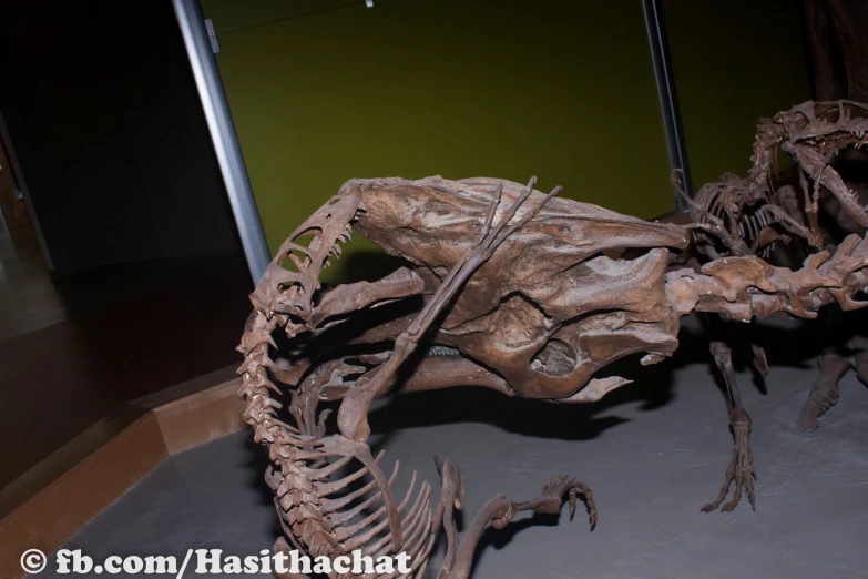 a skeleton in an exhibit displays a large lizard