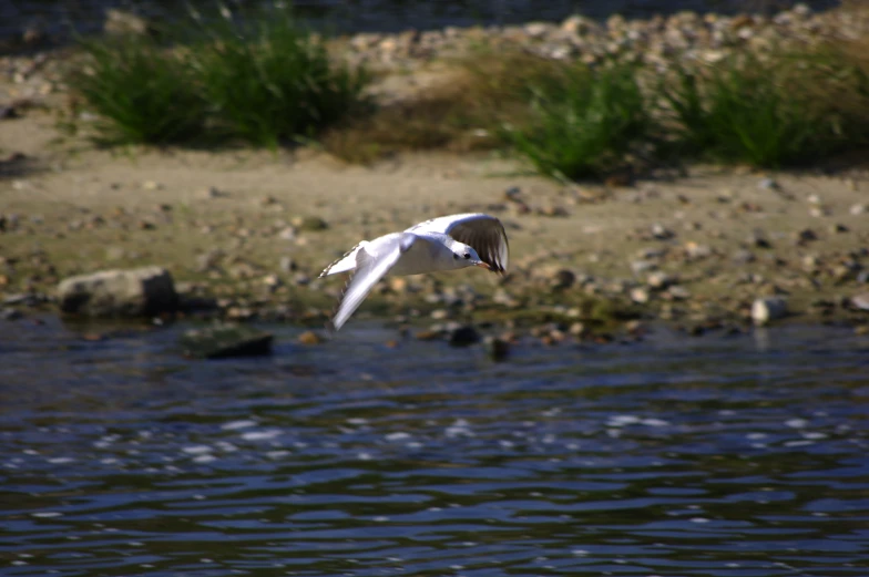 a white bird flies above the water by itself