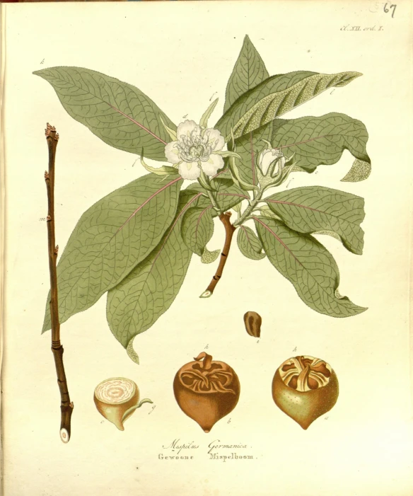 a leaf, flower and acorns of the shrub