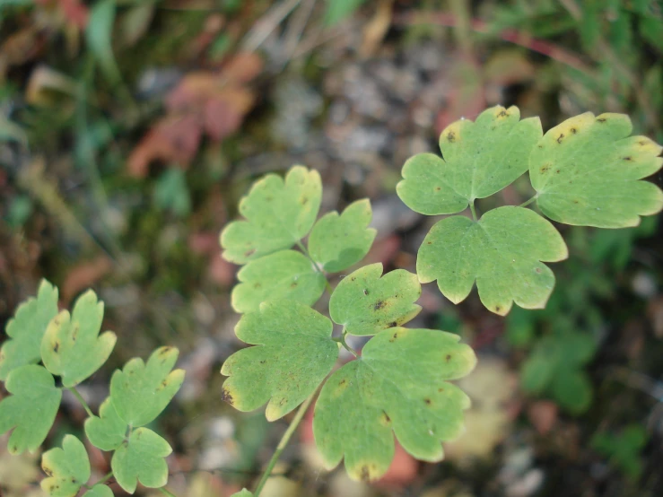 some leaves are growing and green with brown spots