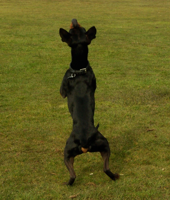 a dog playing in the grass while jumping up