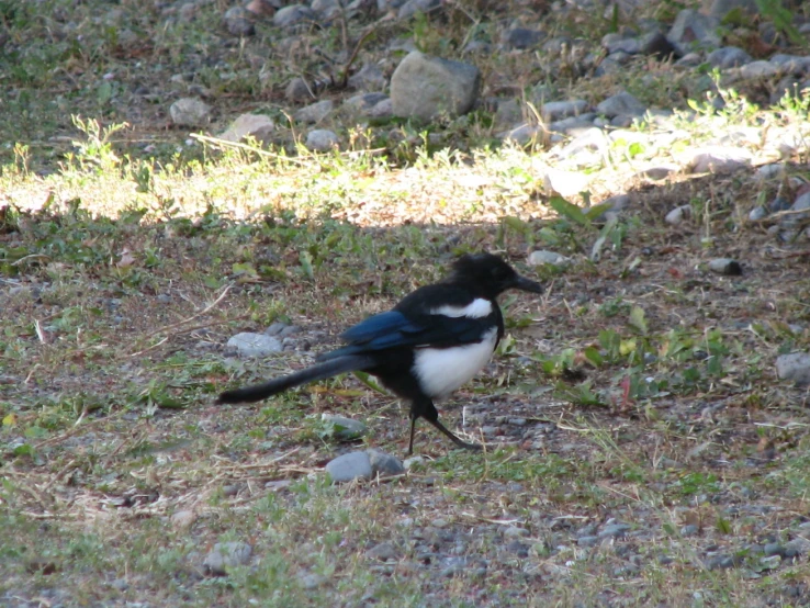 a black and white bird standing on top of a patch of grass