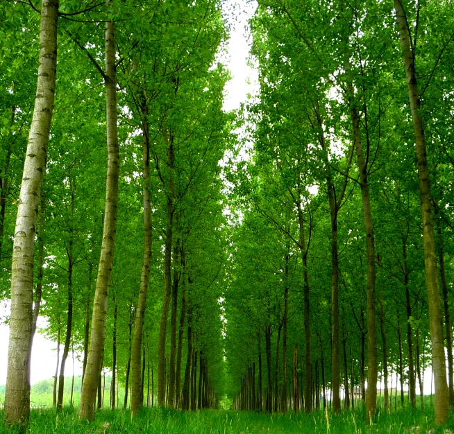 an area of trees that have grown on the ground