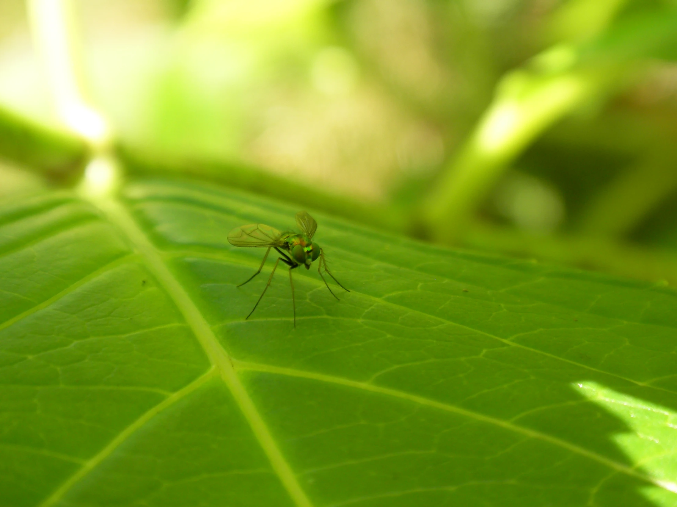 a fly on a green leaf looking at the camera