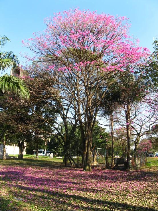 a tree that has just opened to pink blooms