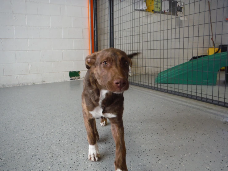 a dog is in the middle of a warehouse floor