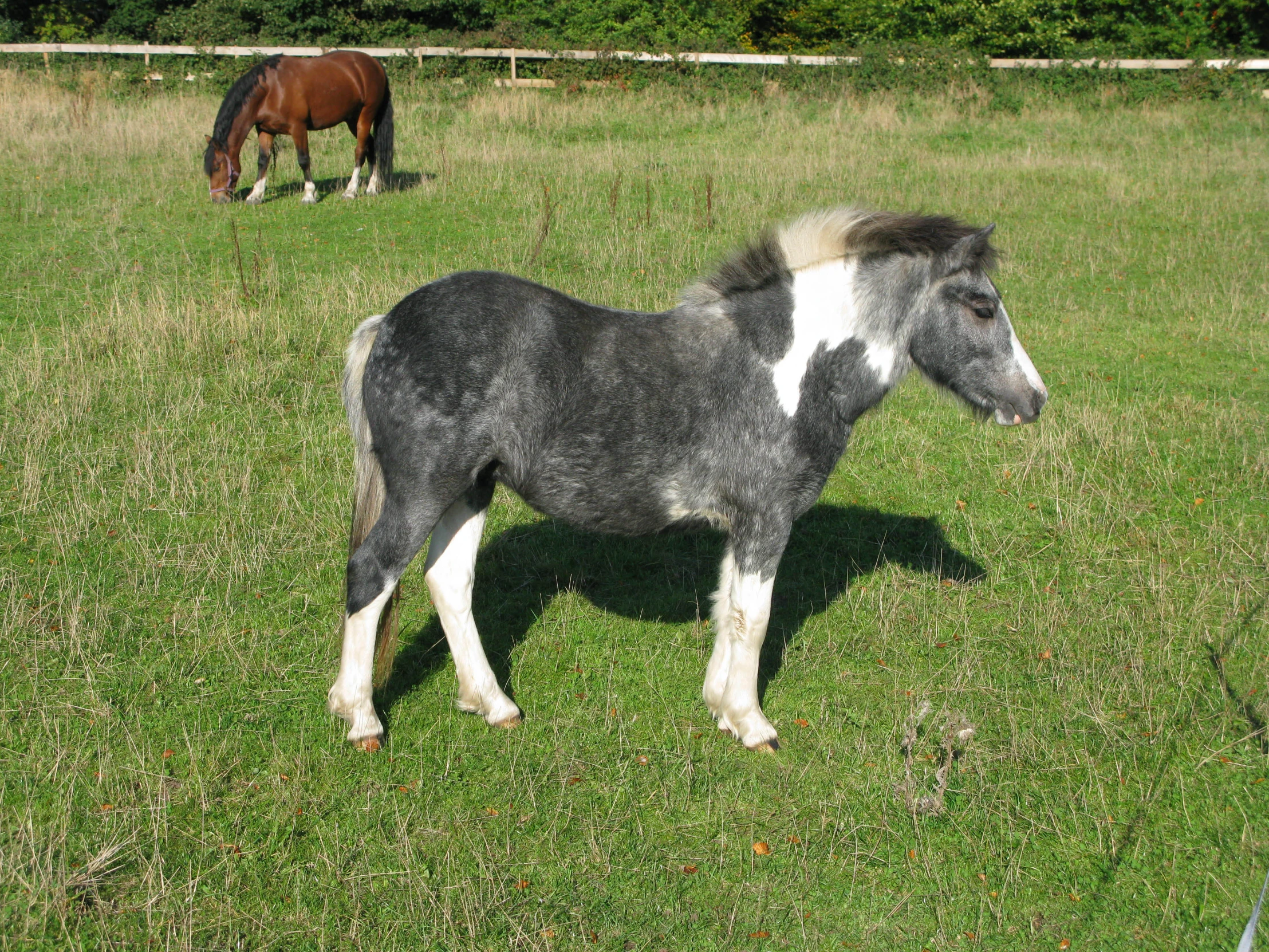 two horses that are grazing in the grass