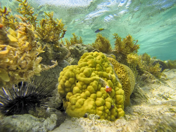 sea weed and corals grow along the ocean floor