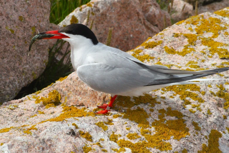 this bird is standing on top of some large rocks