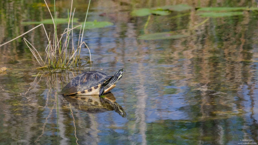 a turtle swimming on water with plants and vegetation in the background