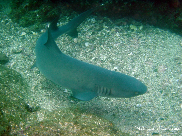 an underwater po of a grey shark