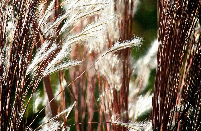 grass is blurry, the wind blows in to it