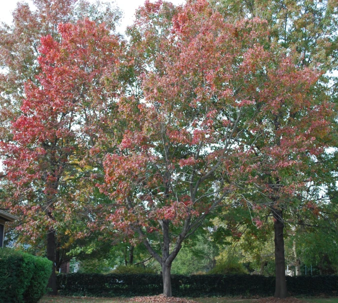 a red and yellow tree and bushes with many leaves on it