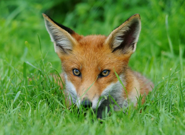 an image of a fox that is laying in the grass