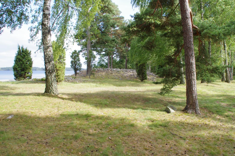 an open field with lots of trees and green grass