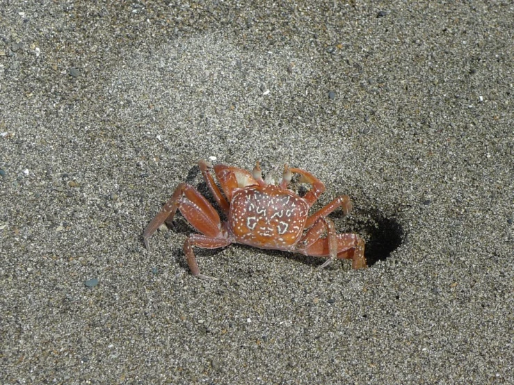 a crab that is sitting in the sand