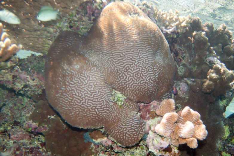 a sea squirt sitting on top of a coral reef