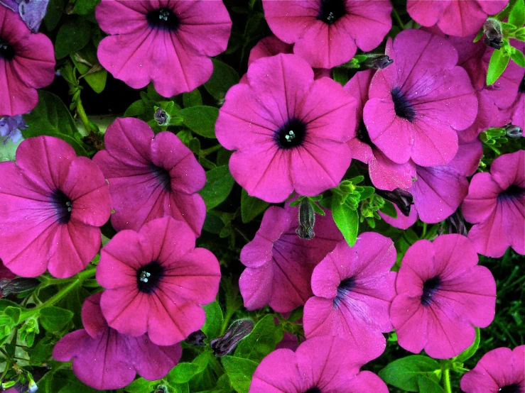 purple petunias with green leaves in the background