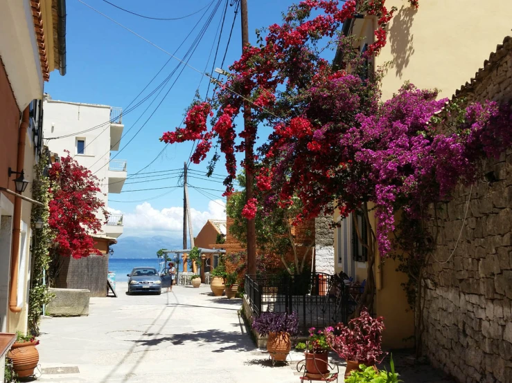 this is a city street with flowering flowers growing over the road