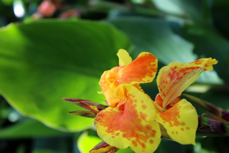 a close up of yellow and red flowers with green leaves in the background