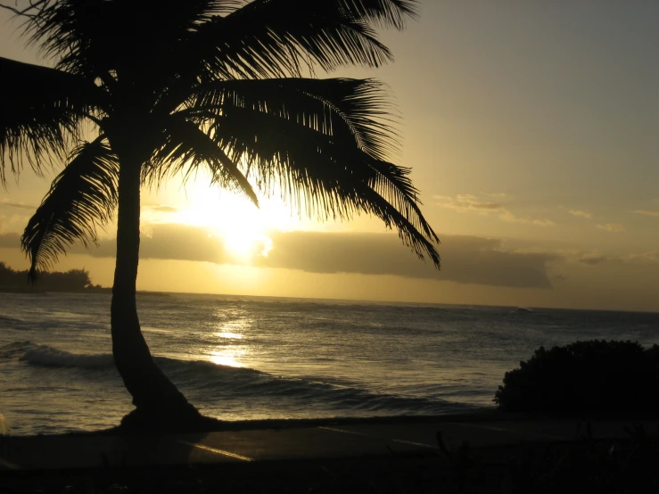 the sun is rising over the ocean with palm trees in silhouette