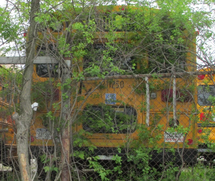 the big yellow bus has many windows