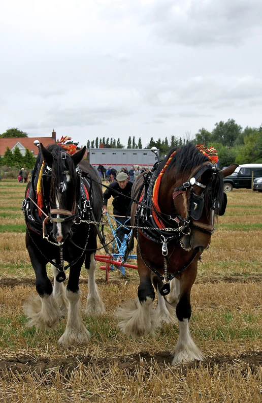 two brown horses standing in a field on their backs