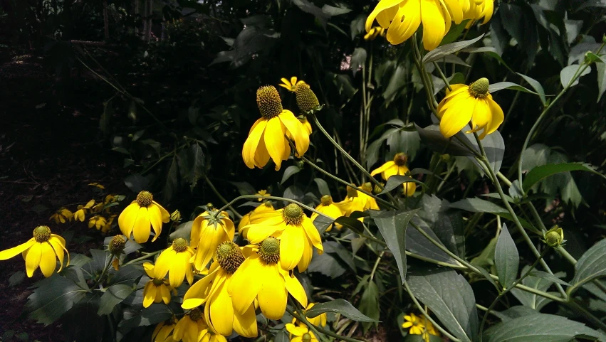 the sunflowers are blooming and are all very bright yellow