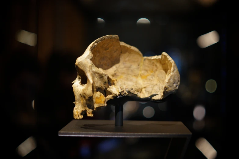 a large human skull on a table