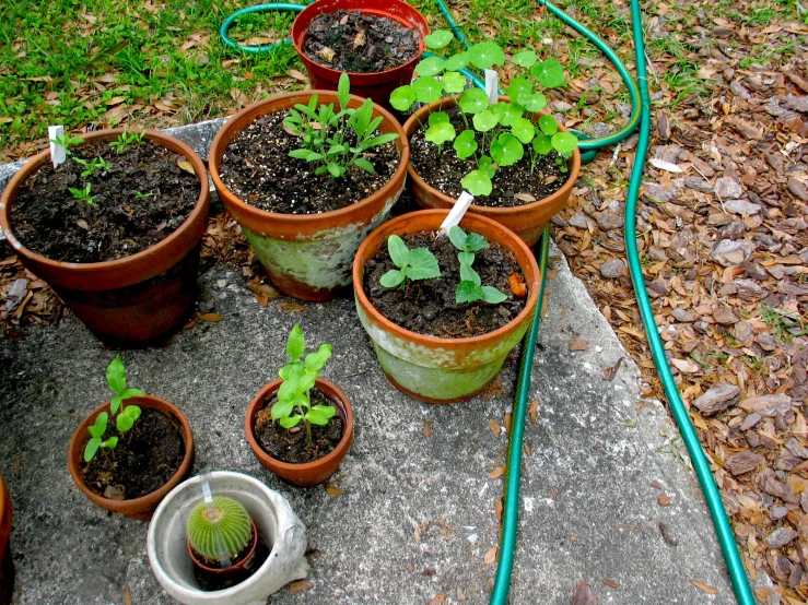 several pots filled with plants on a cement bench