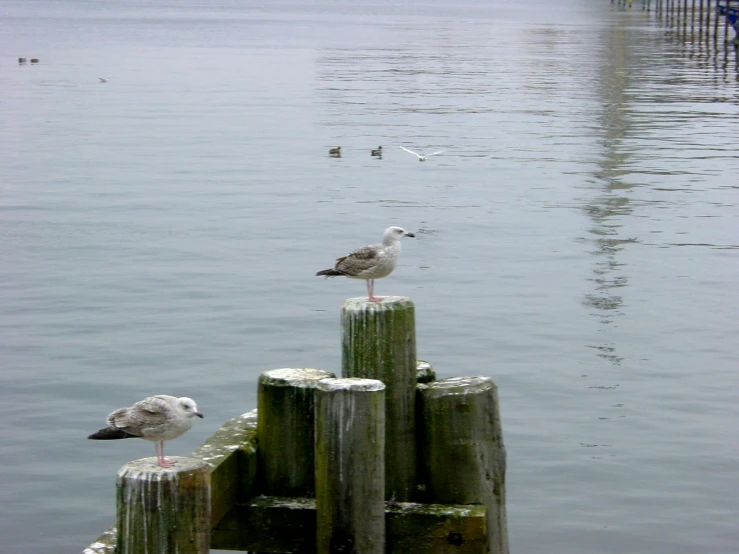 birds standing on posts in the water near pier