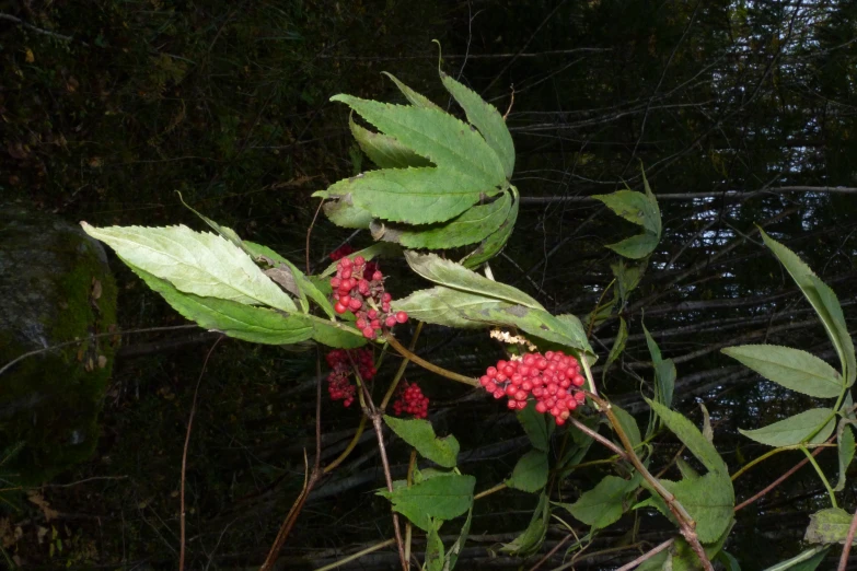 several small flowers and leaves growing on a tree