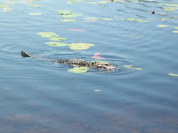 there is a large alligator in the water