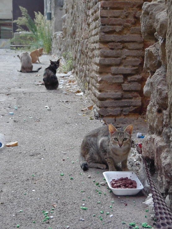 a couple of cats are laying in a alley