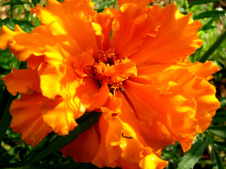 a single orange flower growing on a sunny day