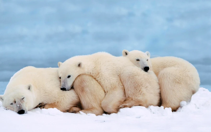 a group of polar bears laying on the snow