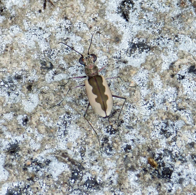 small bug sitting on a white substance
