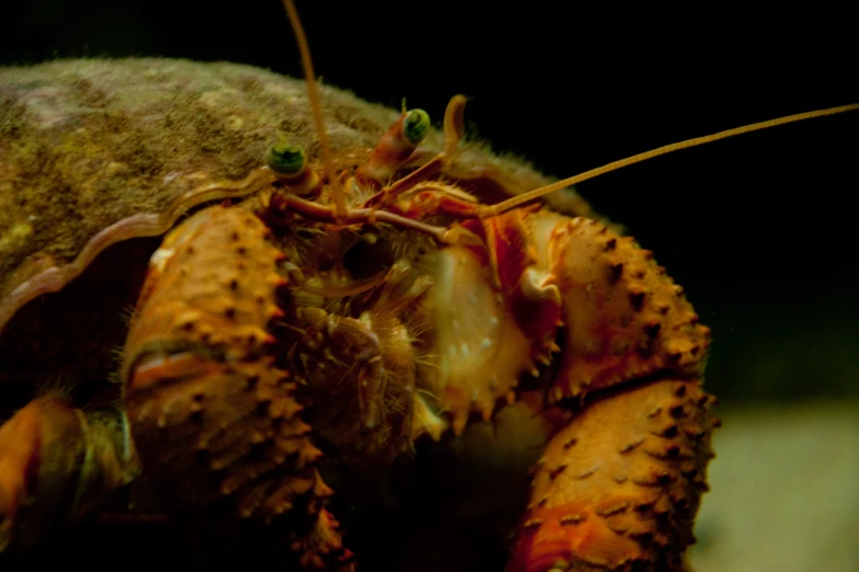 an image of a close up of a large spider man eating soing