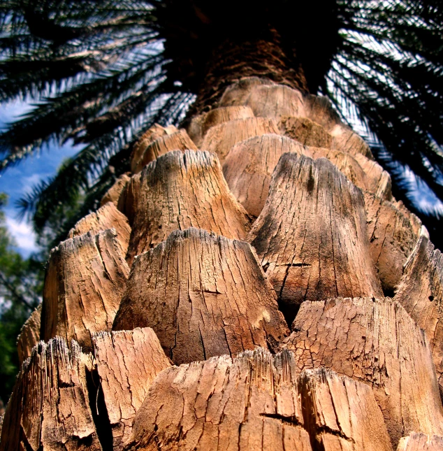 a large palm tree with very big and tall trunks