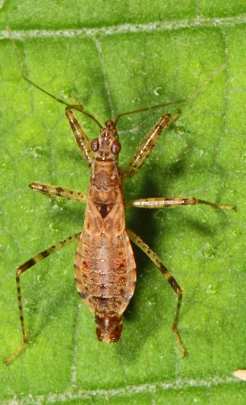 a close up of a bug on a leaf